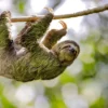 1-slide-costa-rica-three-toed-sloth-pano - tours - travel