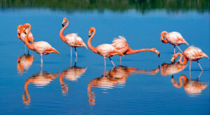 5-slide-passion-galapagos-flamingos-pano - tours - travel